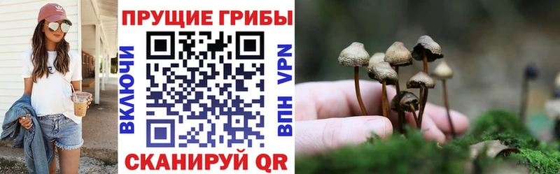 Галлюциногенные грибы MAGIC MUSHROOMS  купить наркоту  Петровск 